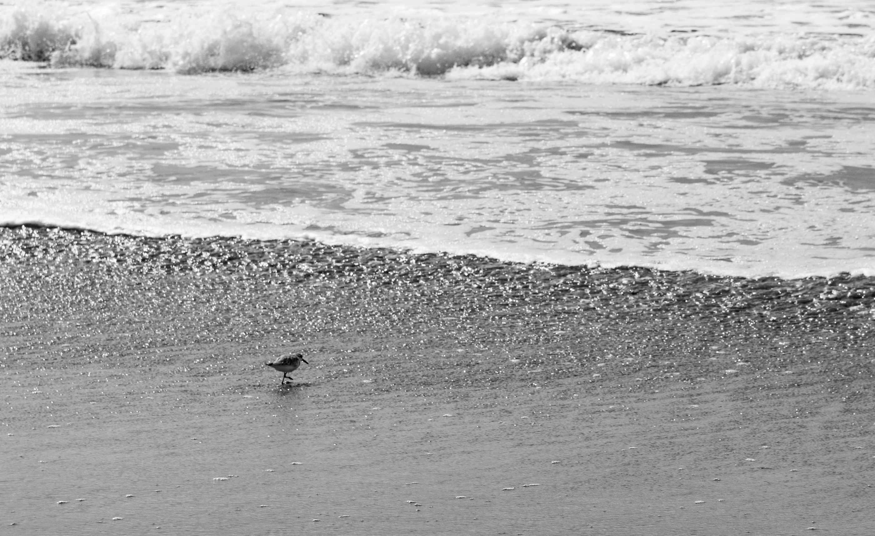 Un oiseau cherche à manger le long de la plage de Venice Beach