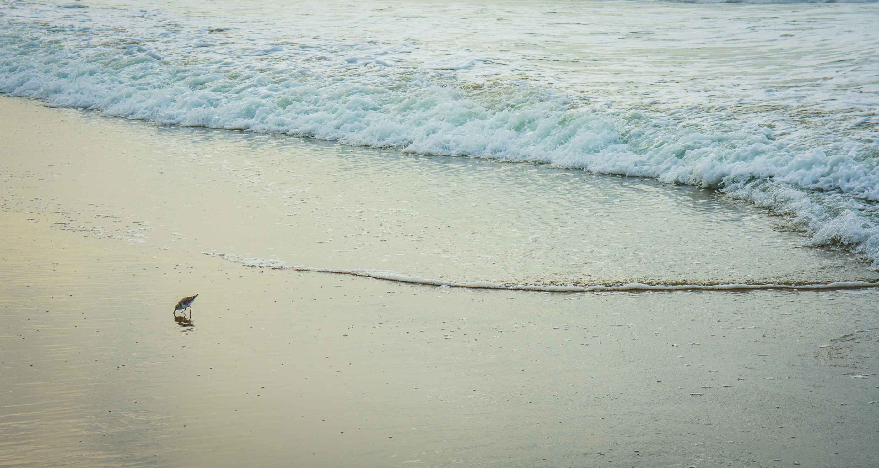 Un petit oiseau le long de la plage à Venice Beach