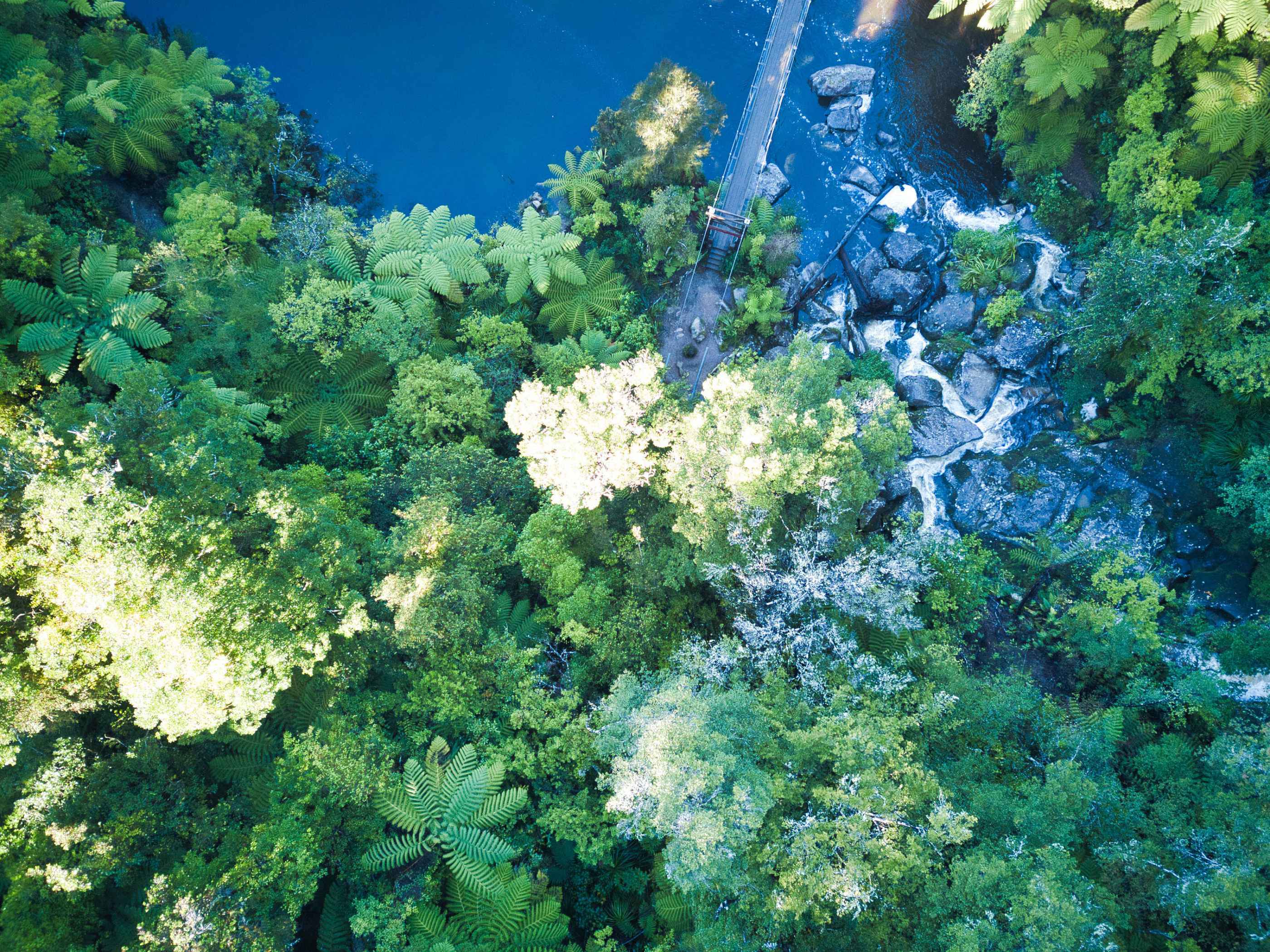 La végétation dense pendant la randonnée Abel Tasman Coast Track