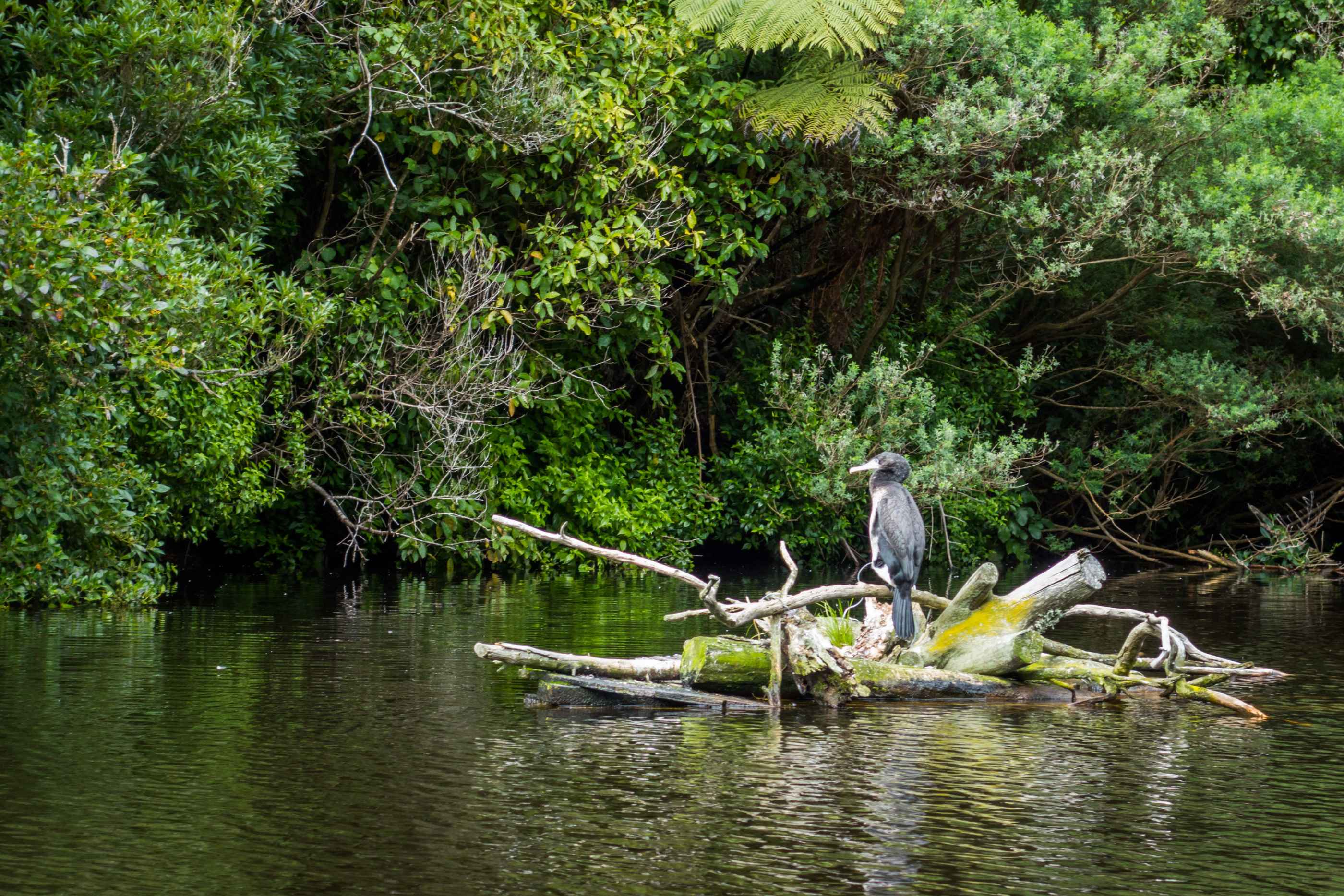 De nombreuses éspèces d'oiseaux ont déclaré Zelandia leur maison d'accueil.