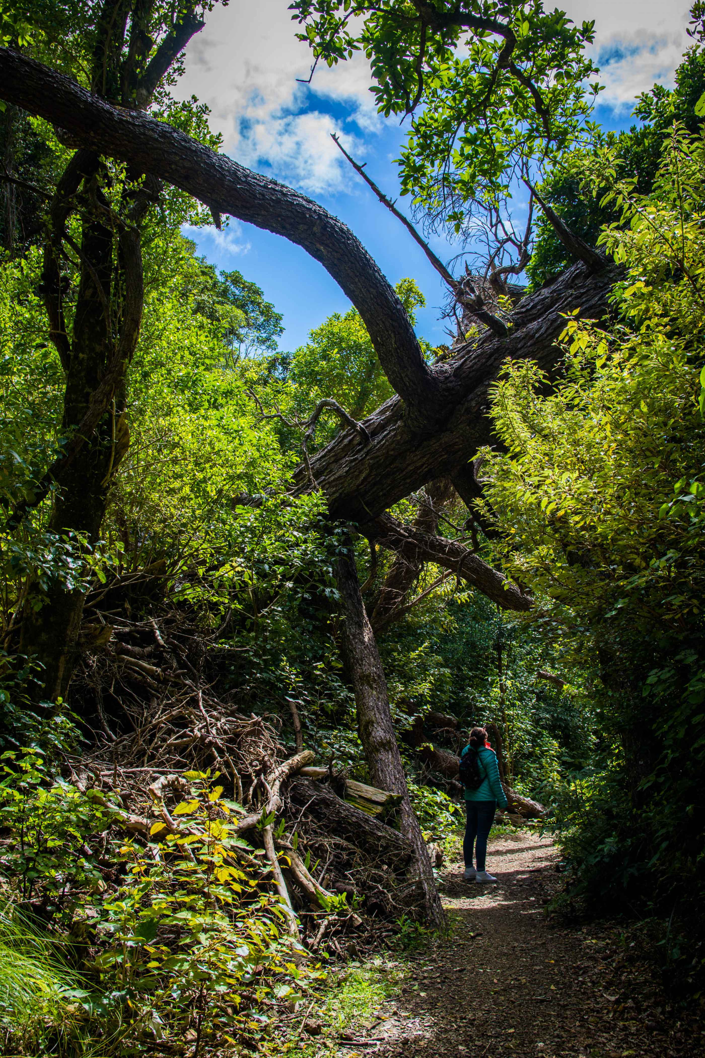 De nombreuses promenades sont accessibles dans le parc de Zealandia.
