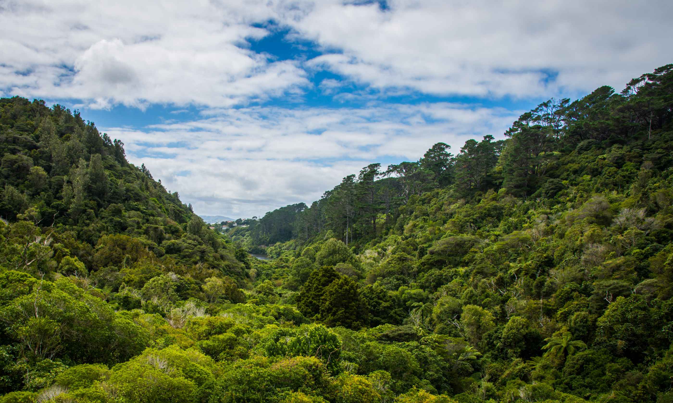 Zealandia à Wellington est une réserve protégée où faune et flore vivent paisiblement.