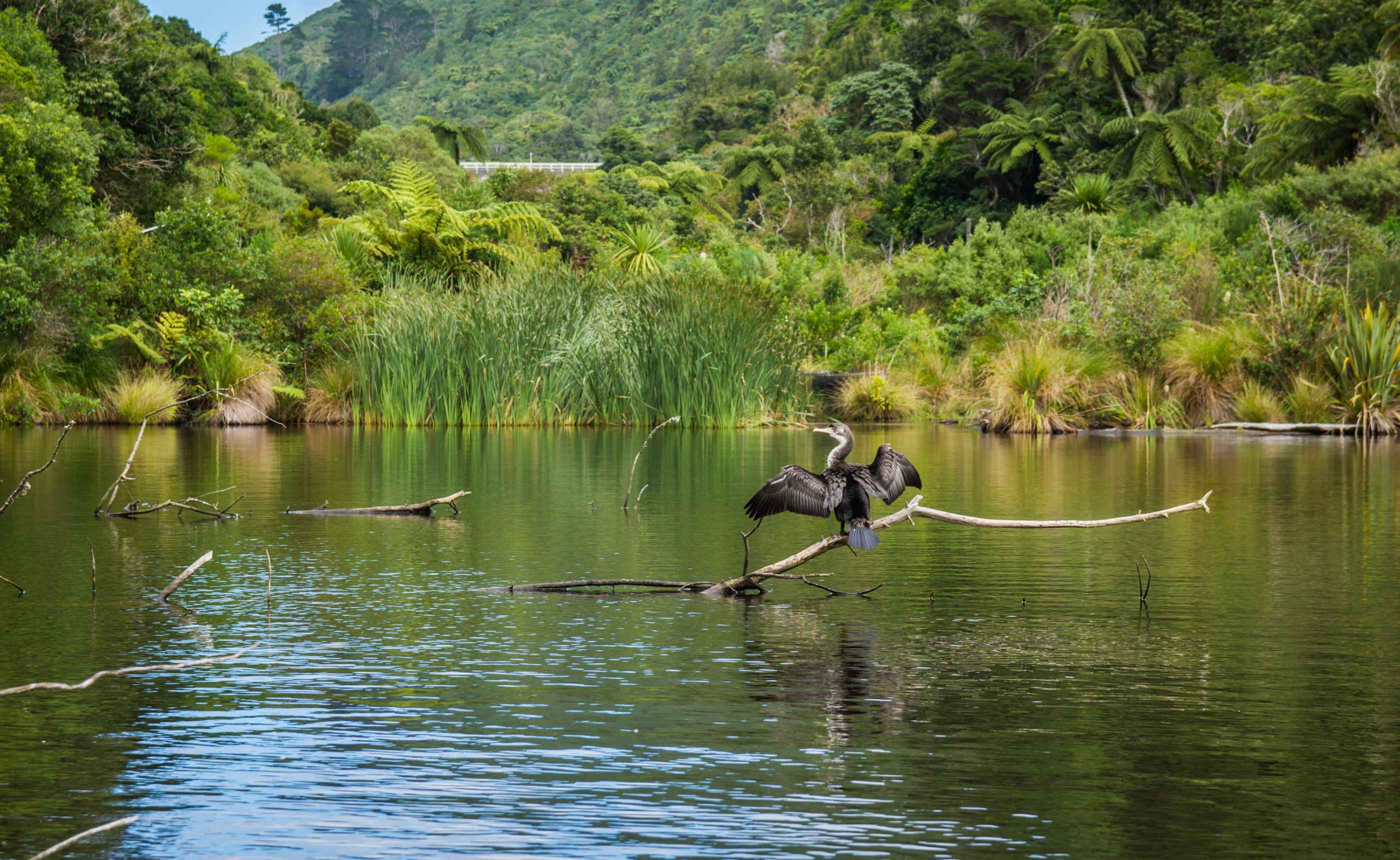 Le petit lac de Zealandia habrite de nombreuses espèces d'oiseaux.