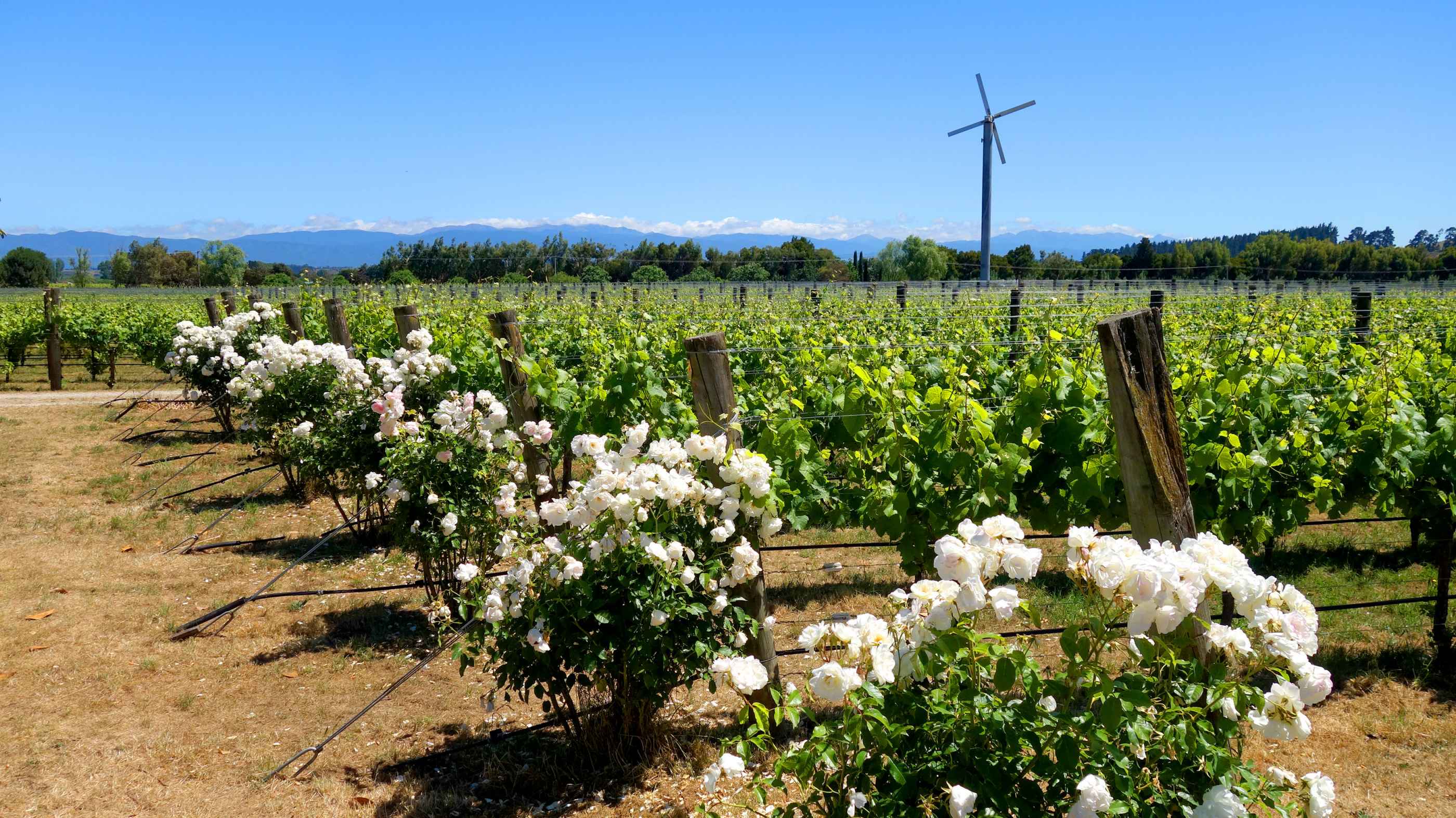 Les vignobles de Martinborough, à 1h30 de route de Wellington